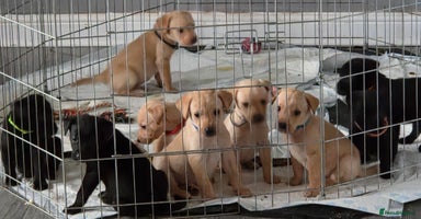 Labrador Retriever dogs - Advert 15