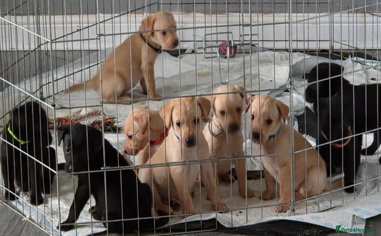 Labrador Retriever dogs - Advert 2