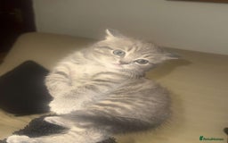 British Shorthair cats for sale: RARE LILAC COLOURPOINT BRITISH SHORT HAIR KITTENS  - Image 5