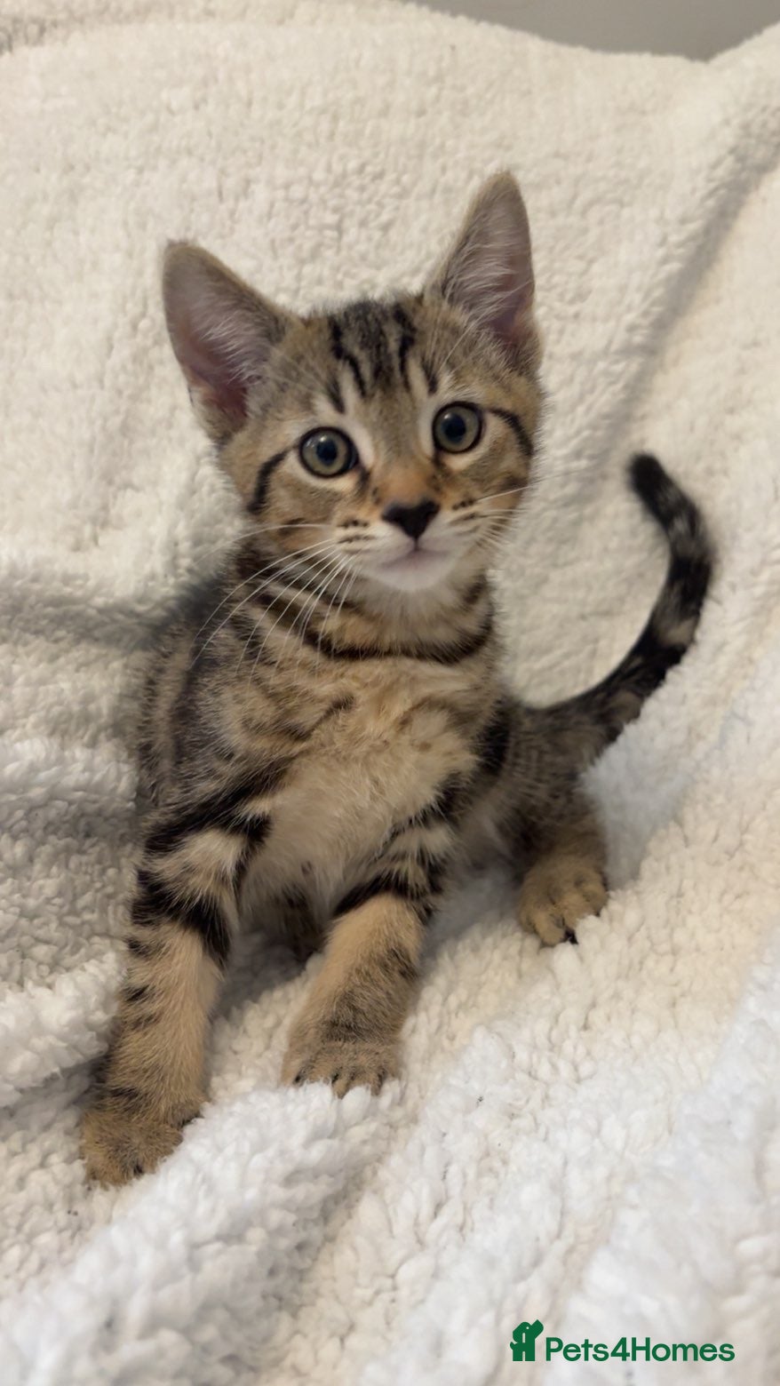 Bengal cats 2 bengal cats for sale - Advert 11