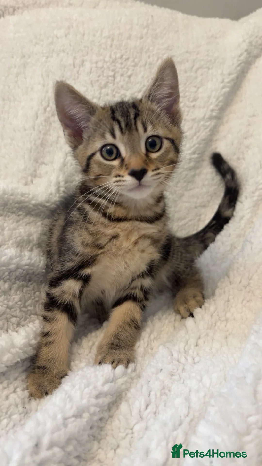 Bengal cats for sale: 2 bengal cats for sale in Newport - Advert 1