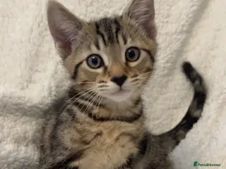 Bengal cats 2 bengal cats for sale - Advert 1