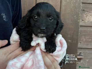 Cockapoo dogs 🎅Beautiful Cockapoo puppies🐶 - Advert 4