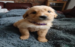Golden Retriever dogs for sale: 🐾 Golden Retriever Puppies – Ready Soon! 🐾 - Image 21