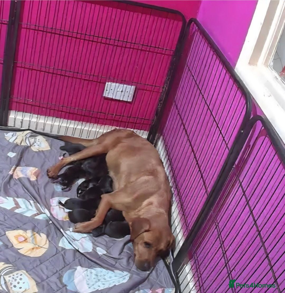 Mixed Breed dogs Gorgeous Staffador Puppies for Sale  - Advert 2