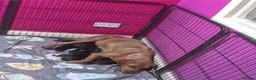 Mixed Breed dogs for sale: Gorgeous Staffador Puppies for Sale  - Advert 2