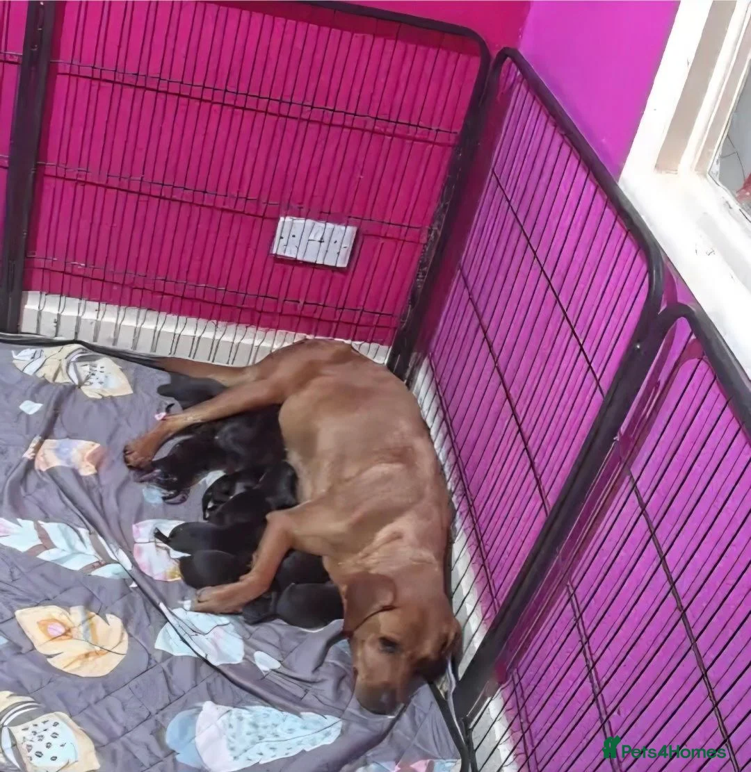 Mixed Breed dogs for sale: Gorgeous Staffador Puppies for Sale  - Advert 2