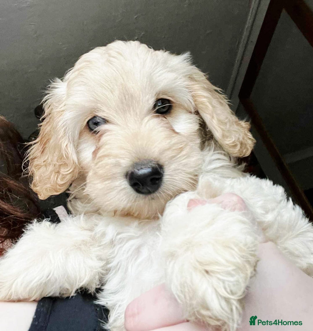 Cockapoo dogs for sale: Cockapoo puppy for sale  - Advert 5