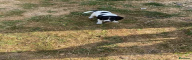 English Springer Spaniel 3