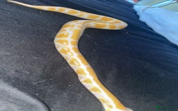 Python Snake reptiles for sale: Royal python for sale  - Image 2