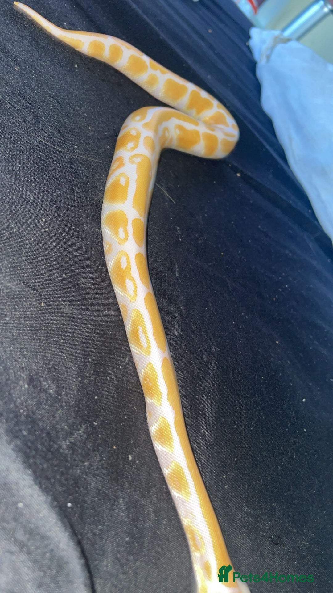 Python Snake reptiles for sale: Royal python for sale  - Image 2