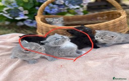 Scottish Fold cats for sale: Cute&Cuddy Scottish fold kittens - Image 9