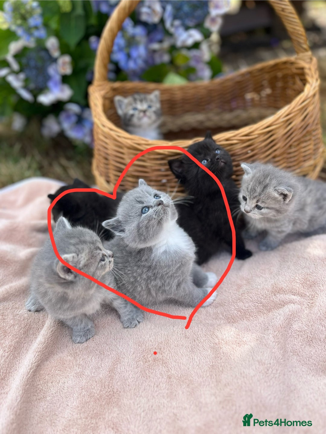 Scottish Fold cats for sale: Cute&Cuddy Scottish fold kittens - Image 9