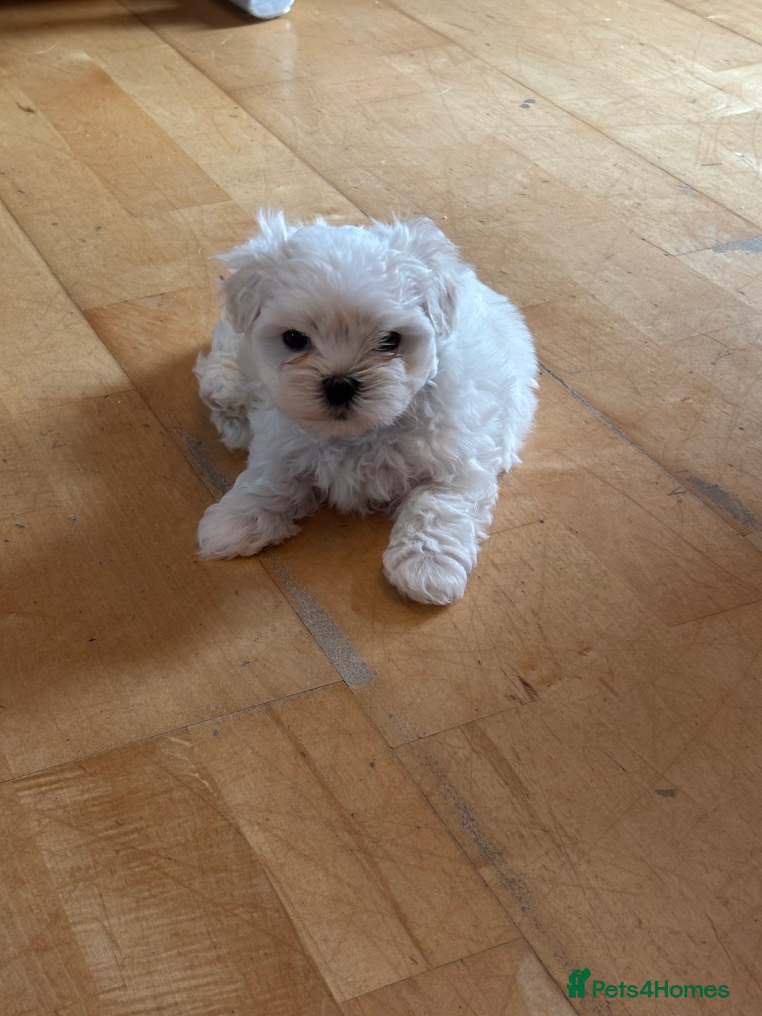 Maltese dogs for sale: ✨Adorable Maltese Puppies – Ready now!   ✨ - Advert 13