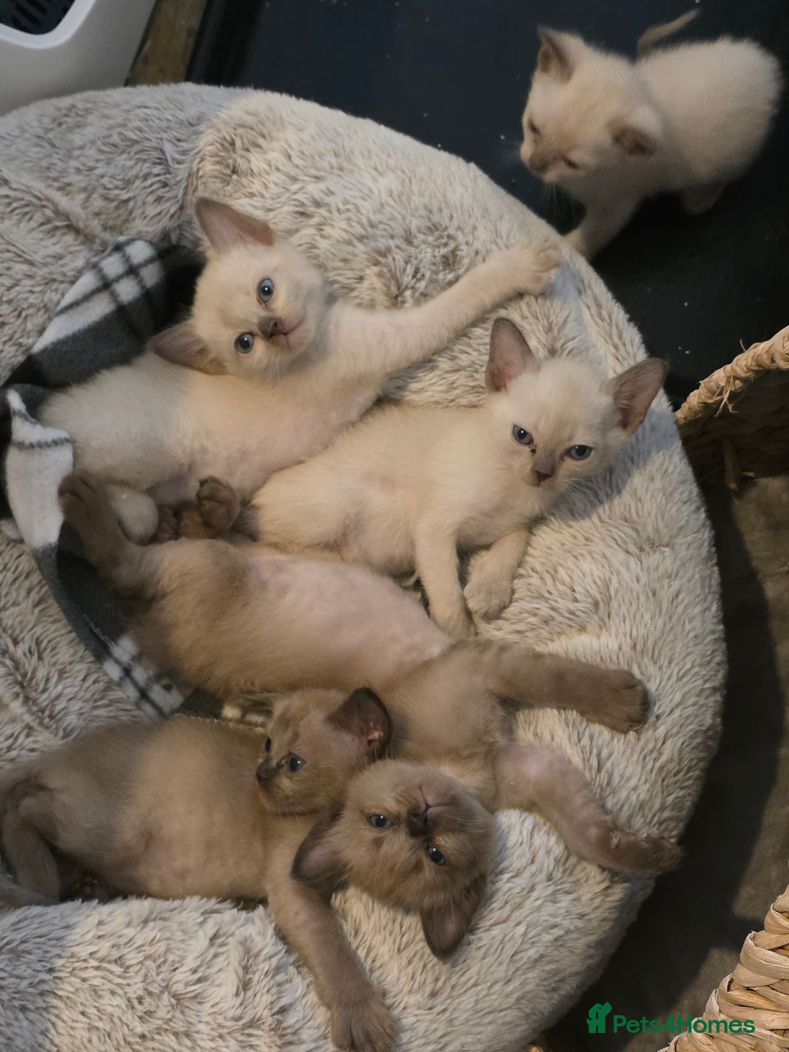 Burmese cats Burmese kittens for sale  - Advert 3