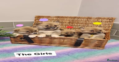 Mixed Breed dogs - Advert 11