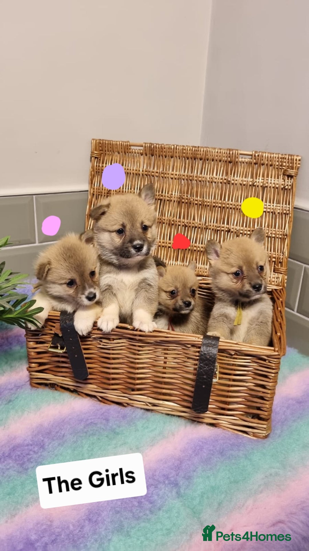Mixed Breed dogs for sale: Corgi-Inus 💙 Just 1 BOY LEFT - Image 3