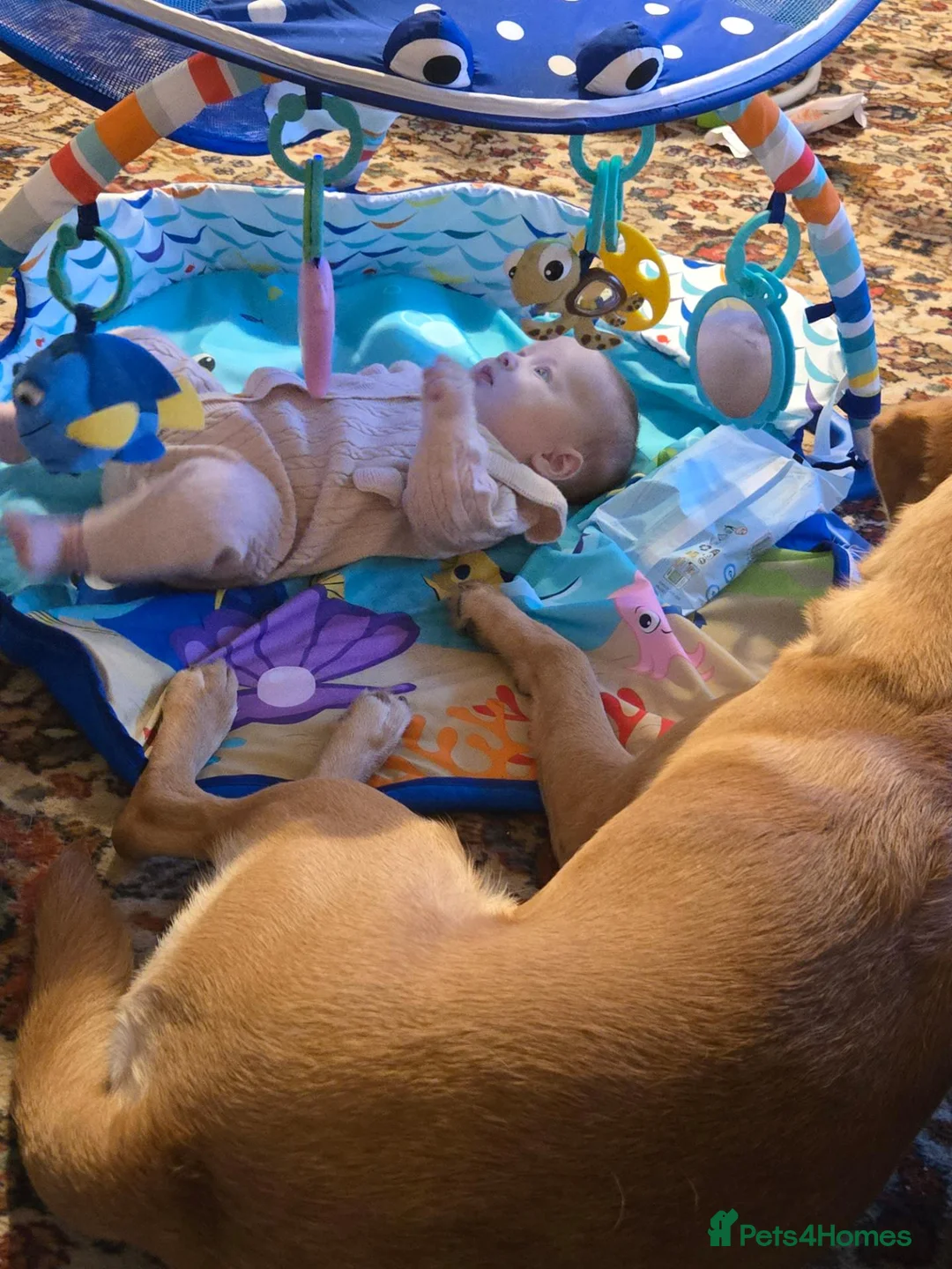 Labrador Retriever dogs for sale: Rex the lab - Advert 1