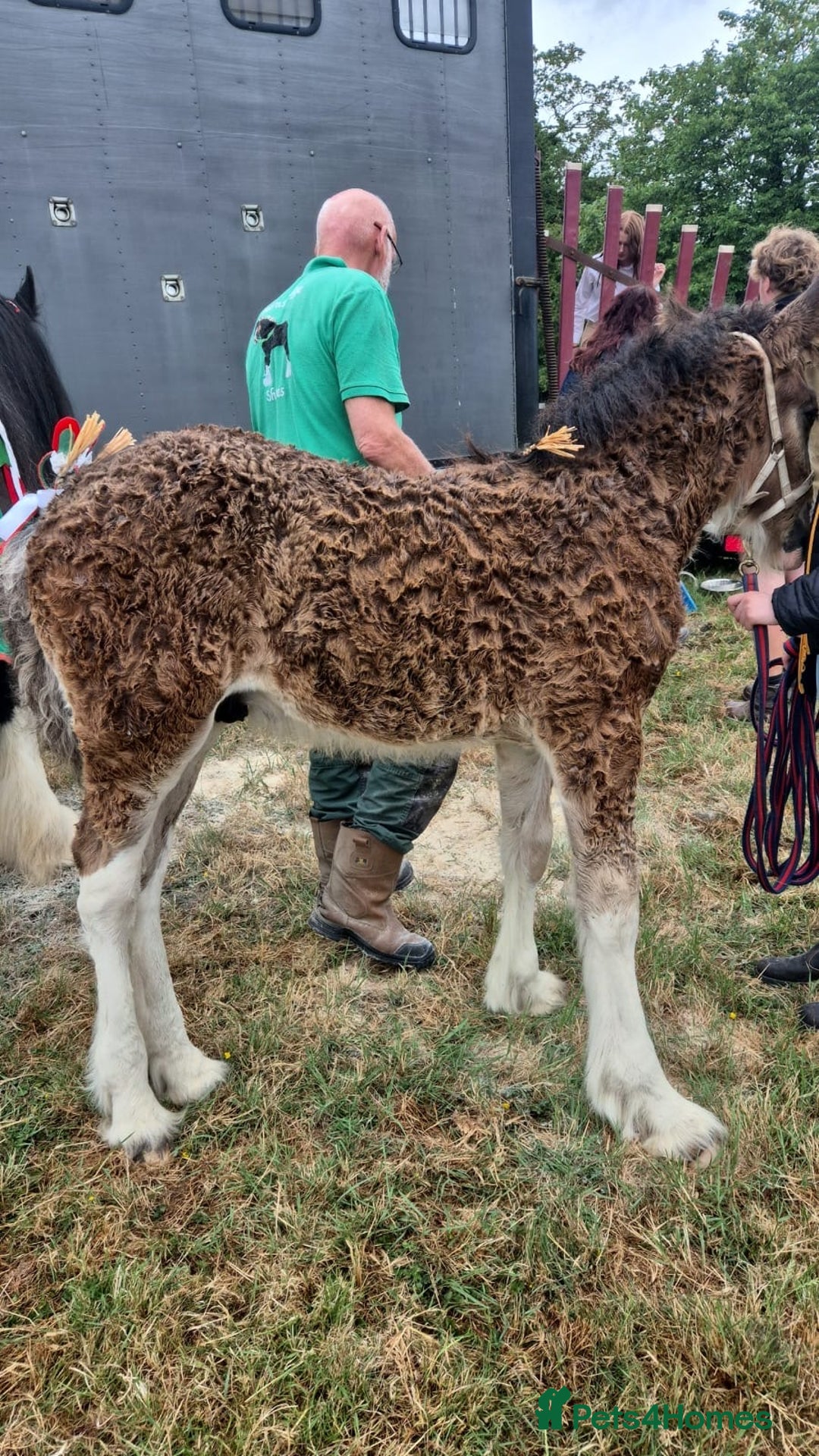 Shire horses for sale: Barnsbridge Wilbur Colt Shire foal - Image 4