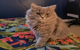 British Longhair cats for sale: Spayed British Longhair Female Adult - Image 2