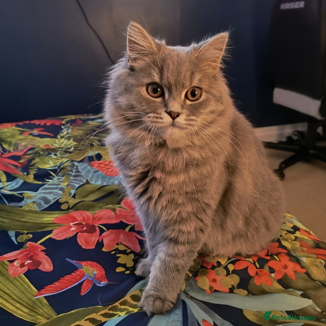British Longhair cats for sale: Spayed British Longhair Female Adult - Image 2