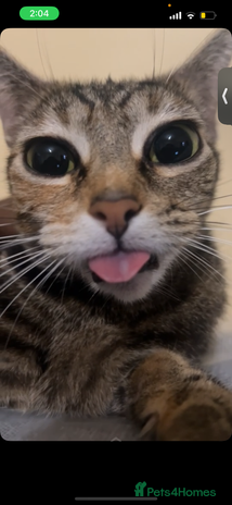 Toyger cats 4 beautiful Tabby kitties ready for new homes - Advert 1