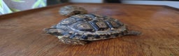 Tortoise reptiles for sale: Baby Leopard Tortoises - Advert 5