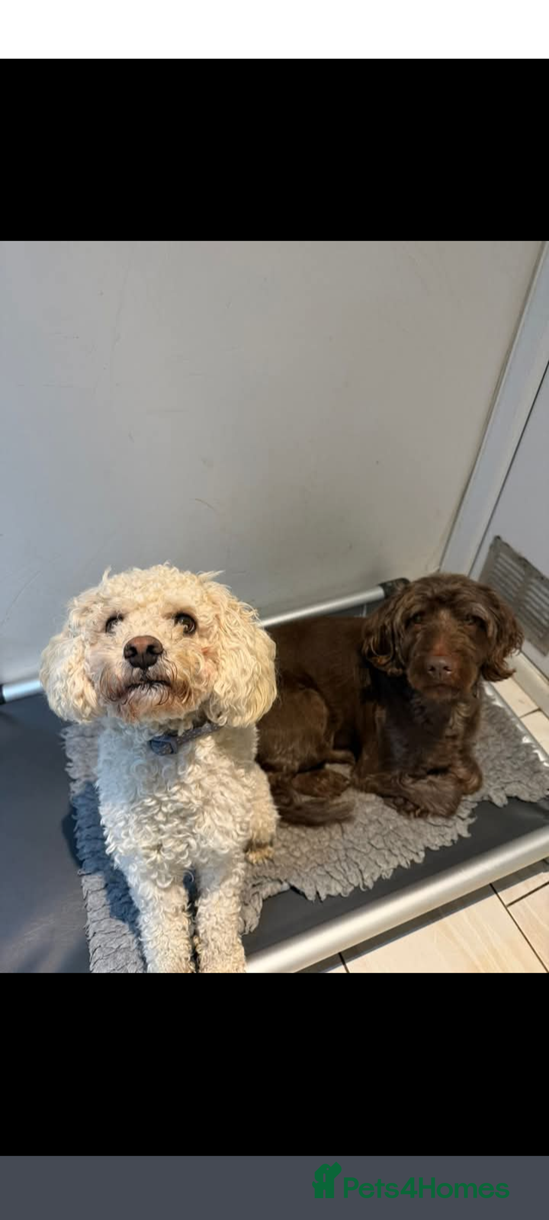 Mixed Breed dogs for stud: Dog for stud - Advert 3