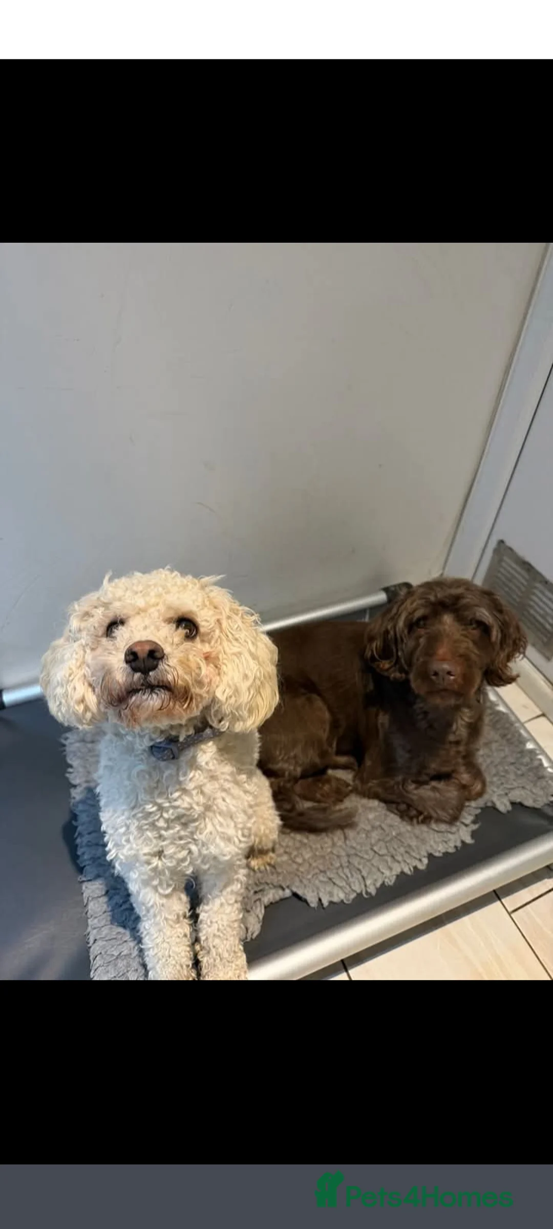 Mixed Breed dogs for stud: Dog for stud - Advert 3