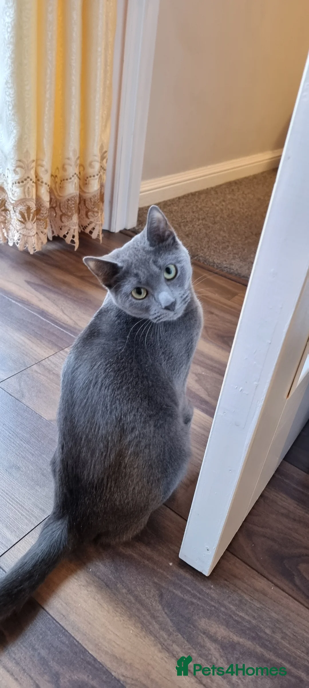 Russian Blue cats for sale: Blue Russian Cat Looking for a Loving Home - Advert 5