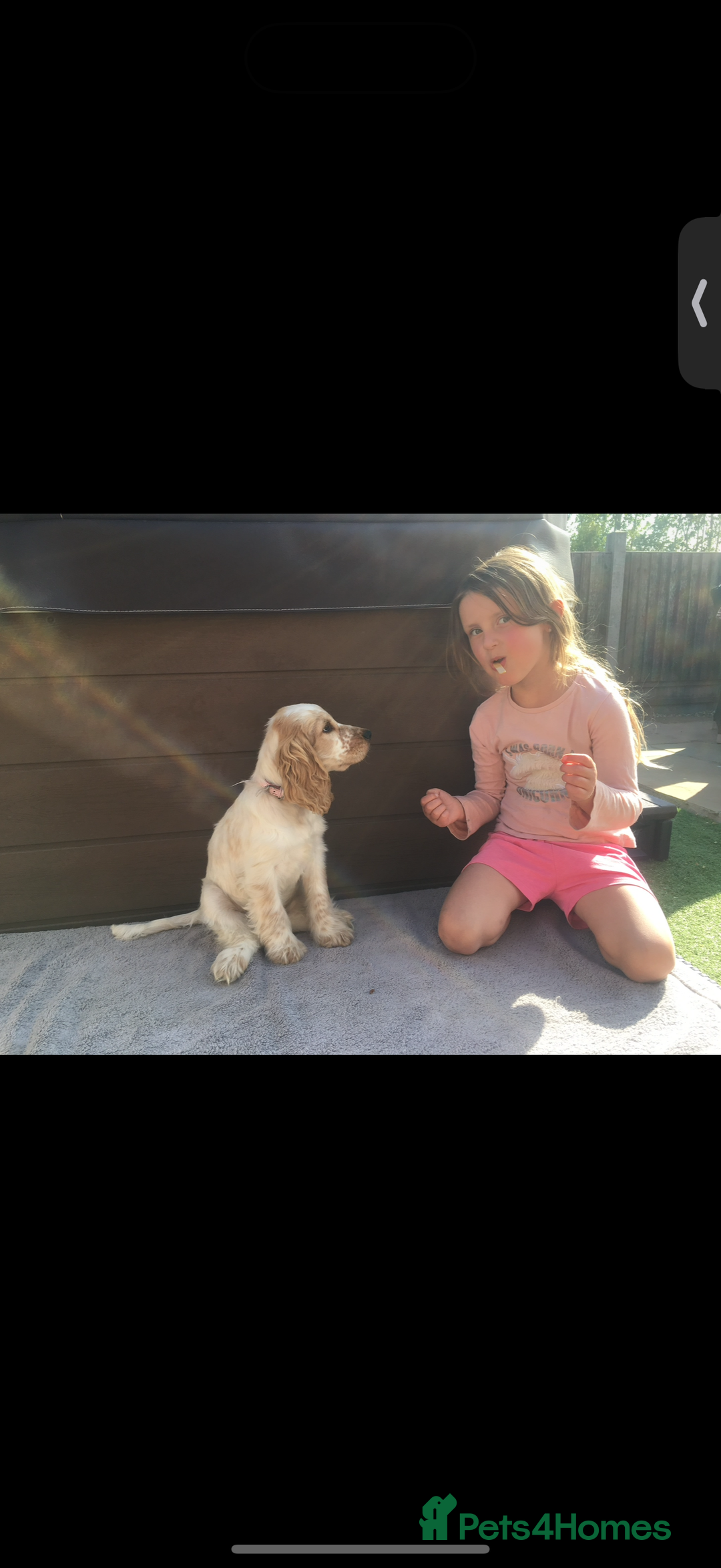 Cocker Spaniel dogs for sale: Beautiful Adult Cocker Spaniel - Advert 5