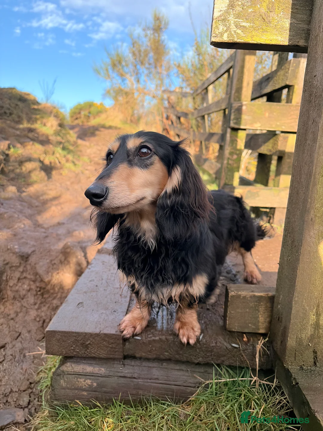 Miniature Dachshund dogs for stud: KC Registered - Health Tested - Proven Stud Dog 🏅 - Advert 6