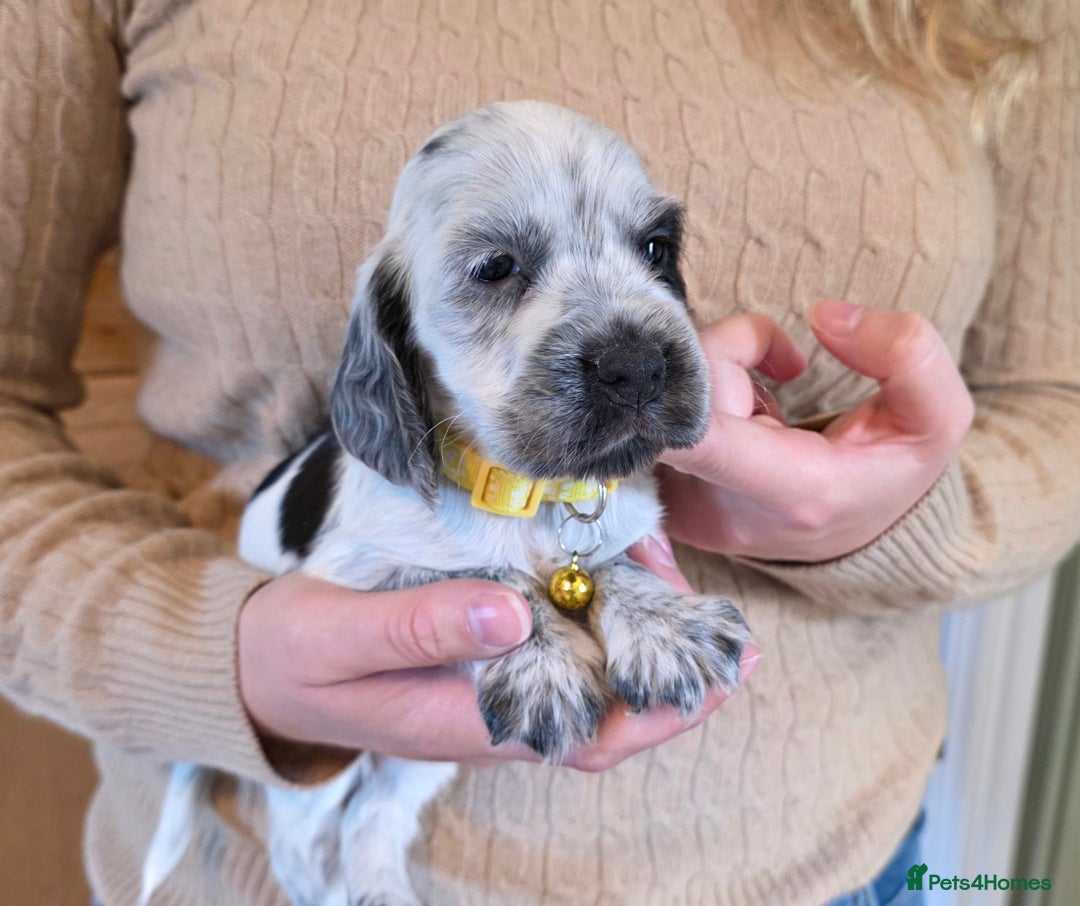 Cocker Spaniel dogs for sale: Show Type Cocker Spaniel Puppies  - Image 7