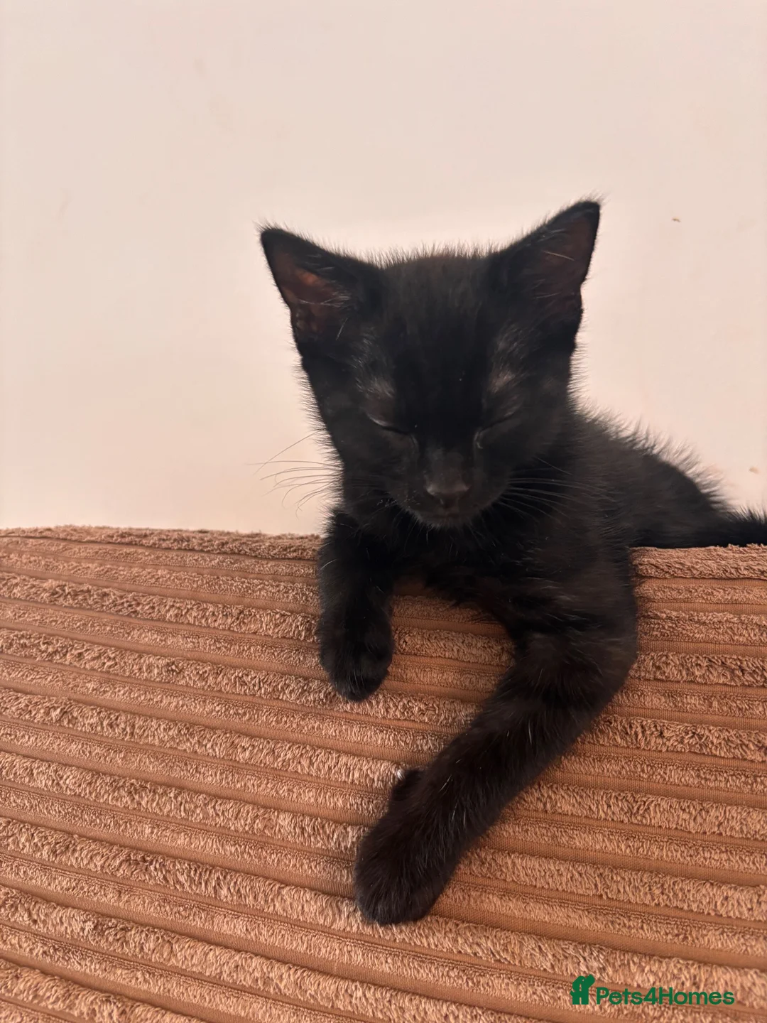 Mixed Breed cats for sale: Beautiful kittens for sale in Ilkeston - Advert 2