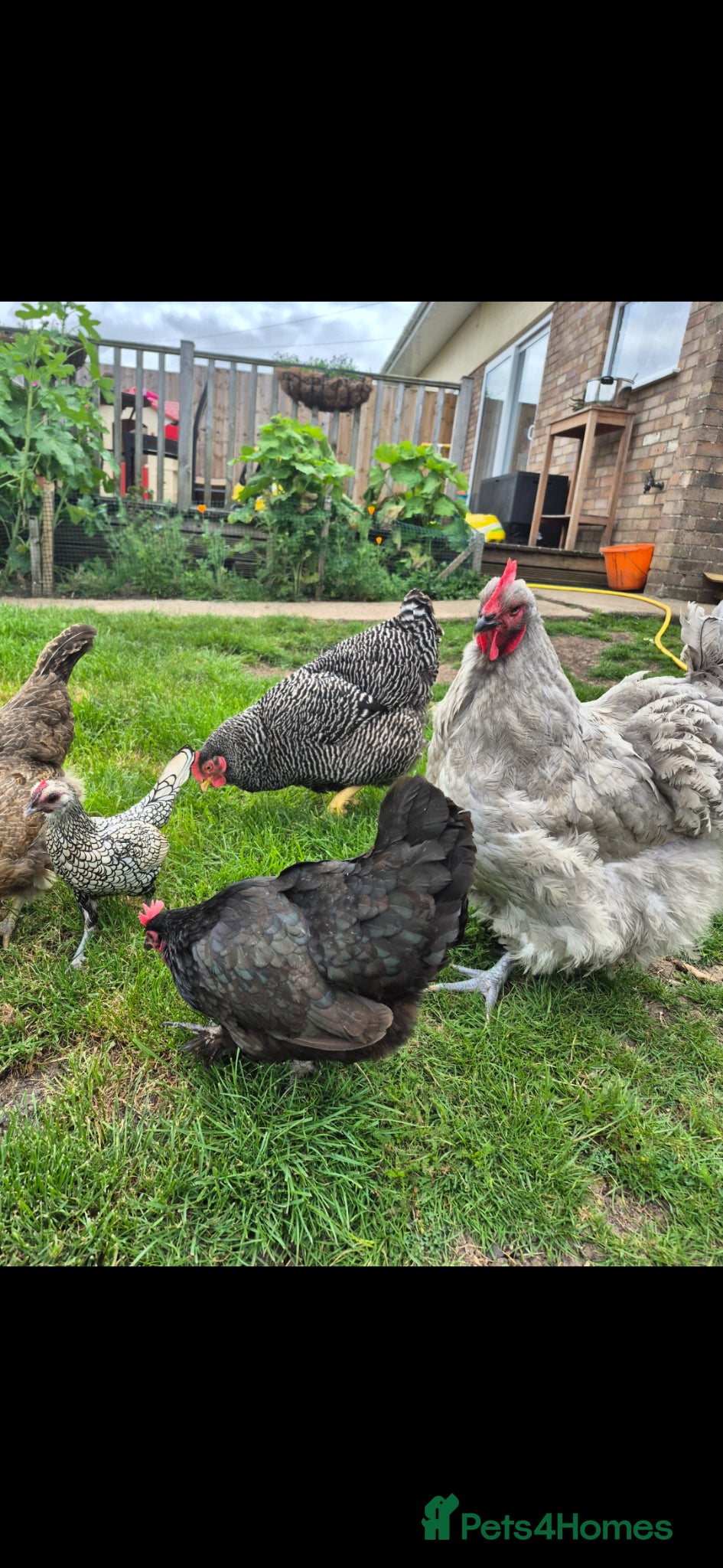 Chickens poultry for sale: 🐔  Mixed-Breed Hens - Advert 1