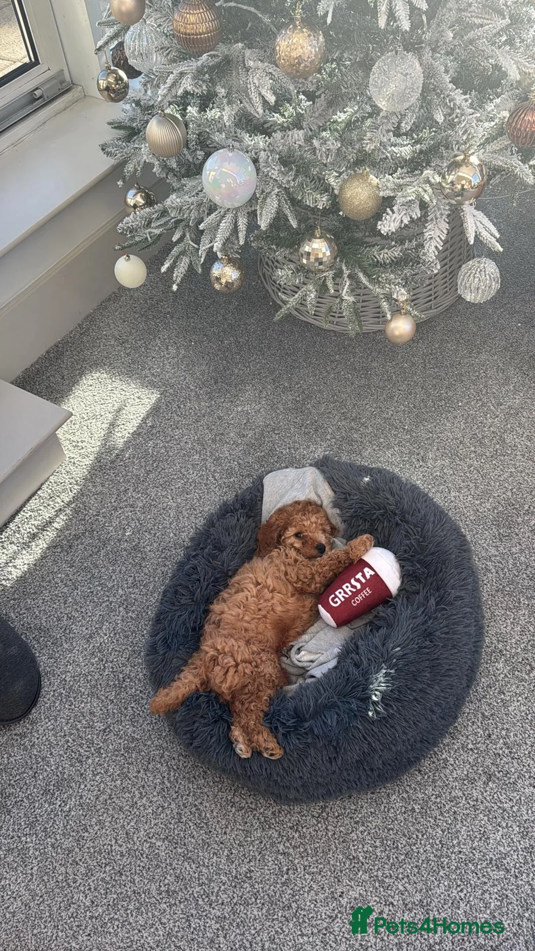 Cavapoo dogs for sale:  4 Months Cavapoo for Sale - Advert 6