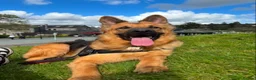 German Shepherd dogs for sale: Beautiful Plush Coated German Shepherd Puppies  - Advert 5
