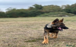 German Shepherd dogs for sale: Awesome Male Kennel Club Reg’d GSD Pup in Sturminster Newton - Image 18