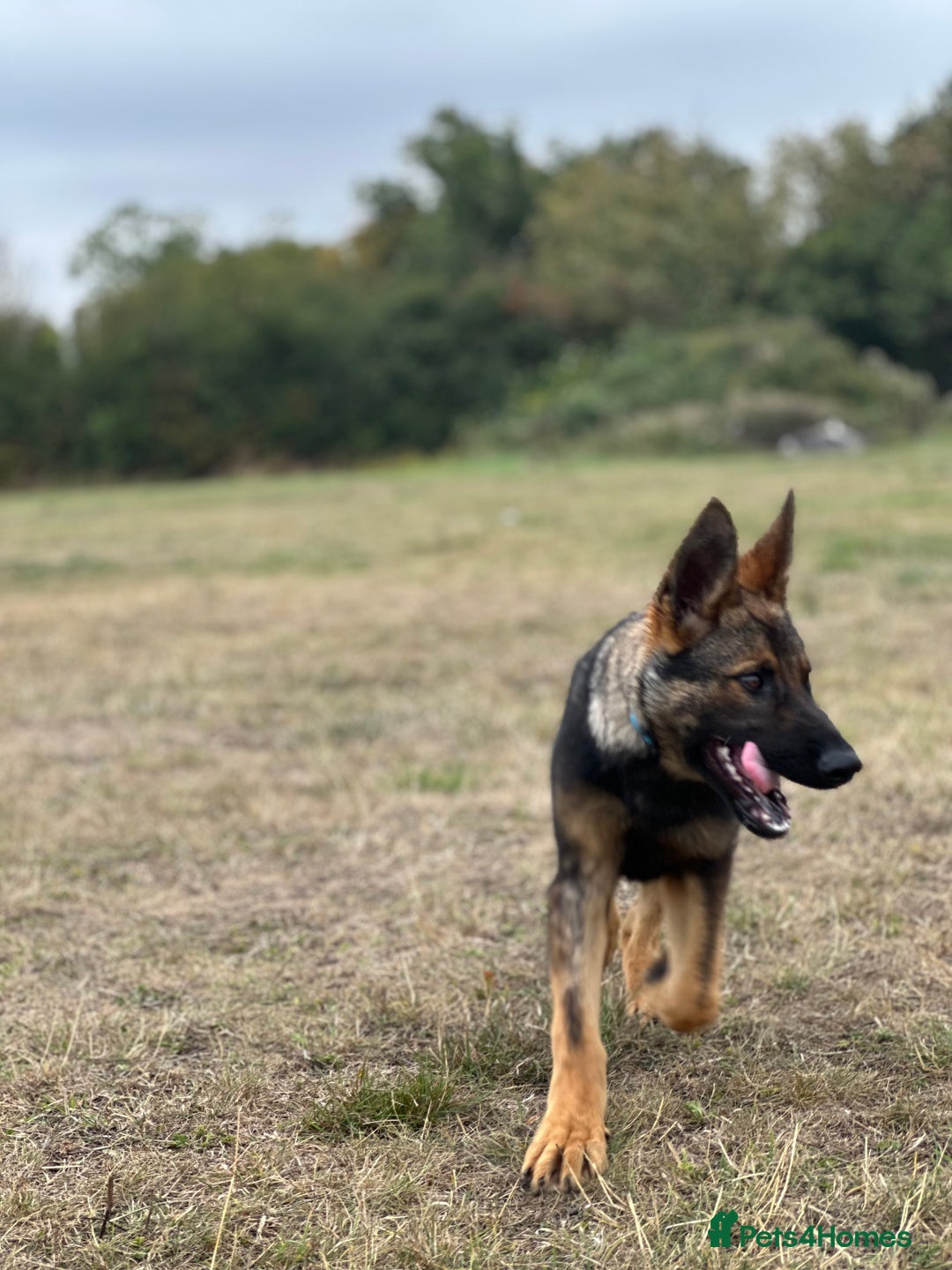 German Shepherd dogs for sale: Awesome Male Kennel Club Reg’d GSD Pup in Sturminster Newton - Image 18