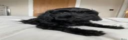 Cockapoo dogs for sale: Health tested, fully vaccinated, F1 Toy cockapoos - Advert 28