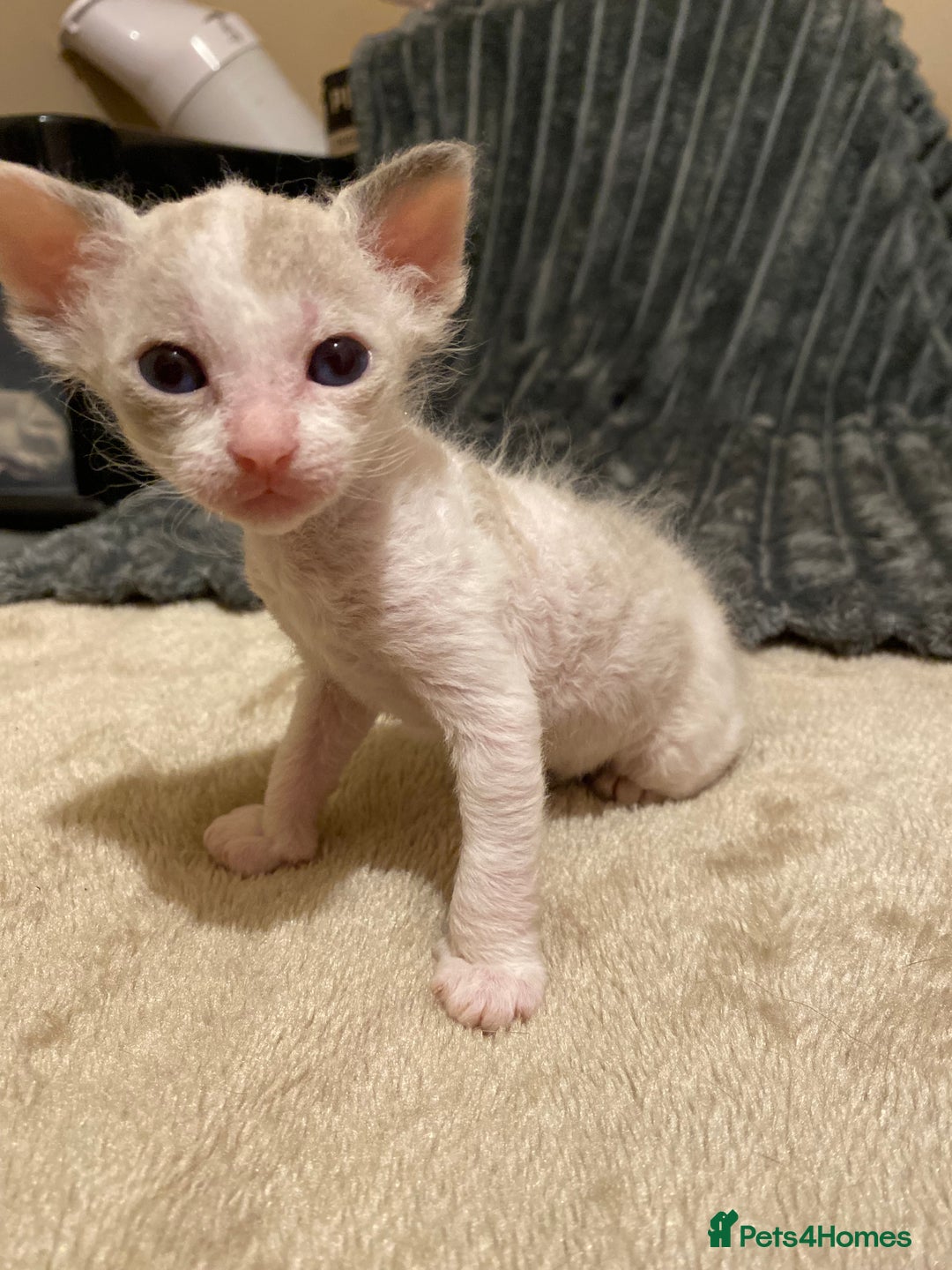 Sphynx cats for sale: Sphynx kittens 😍🥰🥰 - Advert 19