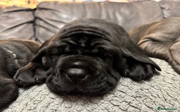Mastiff dogs for sale: Mastiff puppies (Neapolitan) - Advert 17