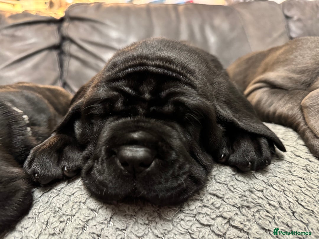 Mastiff dogs for sale: Mastiff puppies (Neapolitan) - Advert 17