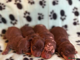 Miniature Dachshund dogs Kennel Club Mini Dachshunds - Advert 2