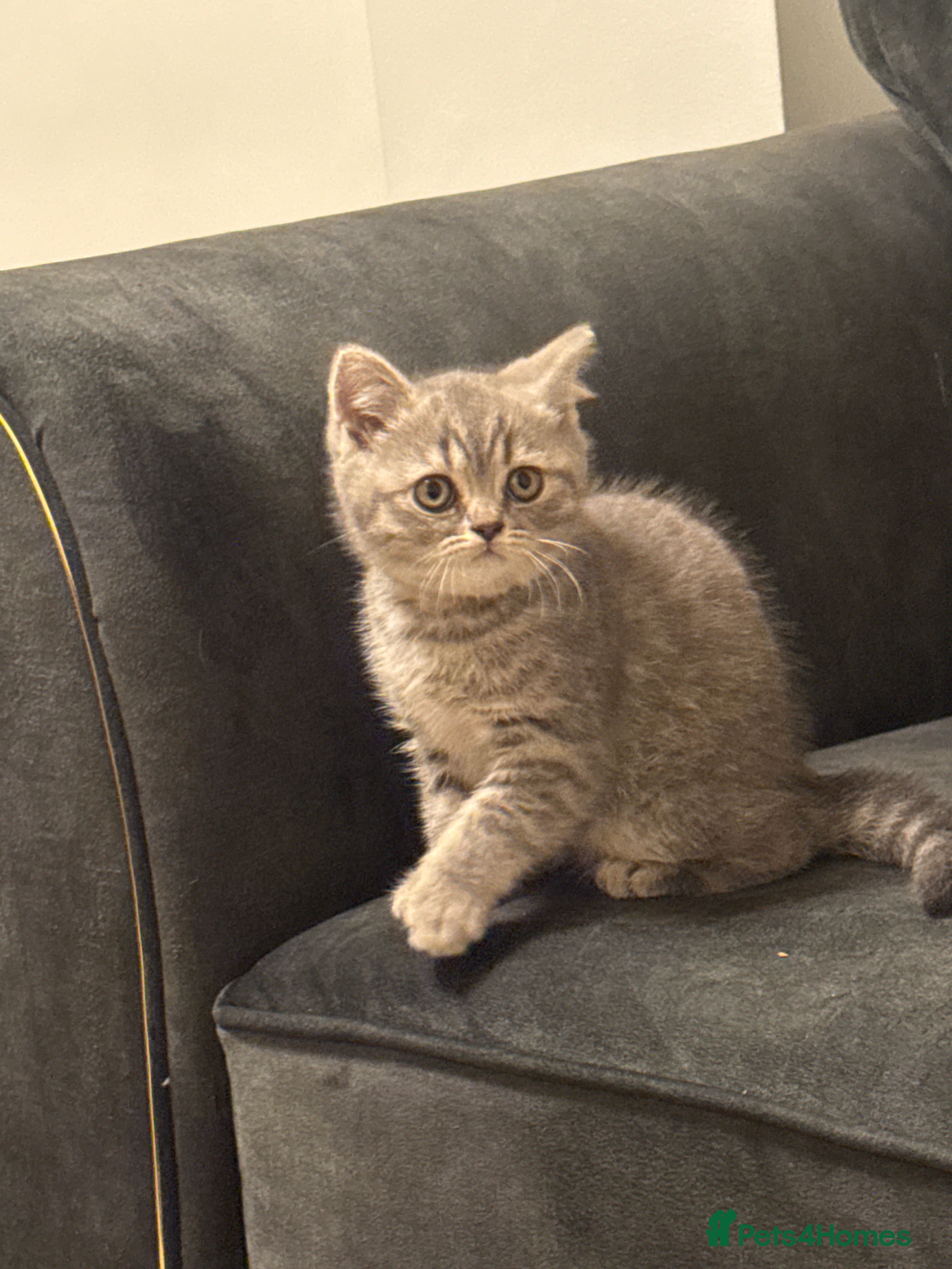 British Longhair cats British shorthair kitten  - Advert 2