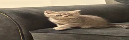 British Longhair cats for sale: British shorthair kitten  - Advert 1