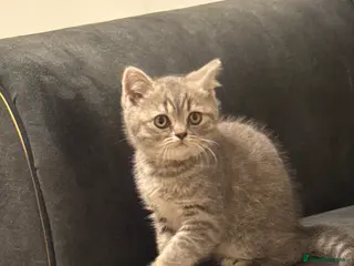 British Longhair cats British shorthair kitten - Advert 2