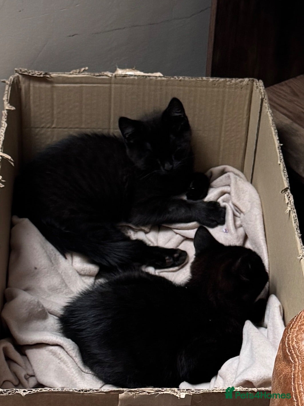 Mixed Breed cats 2 Kittens for Farm Cats.  - Advert 1