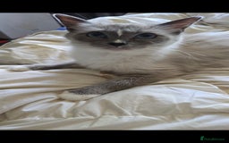 Ragdoll cats for sale: 3 beautiful girls left - Image 9