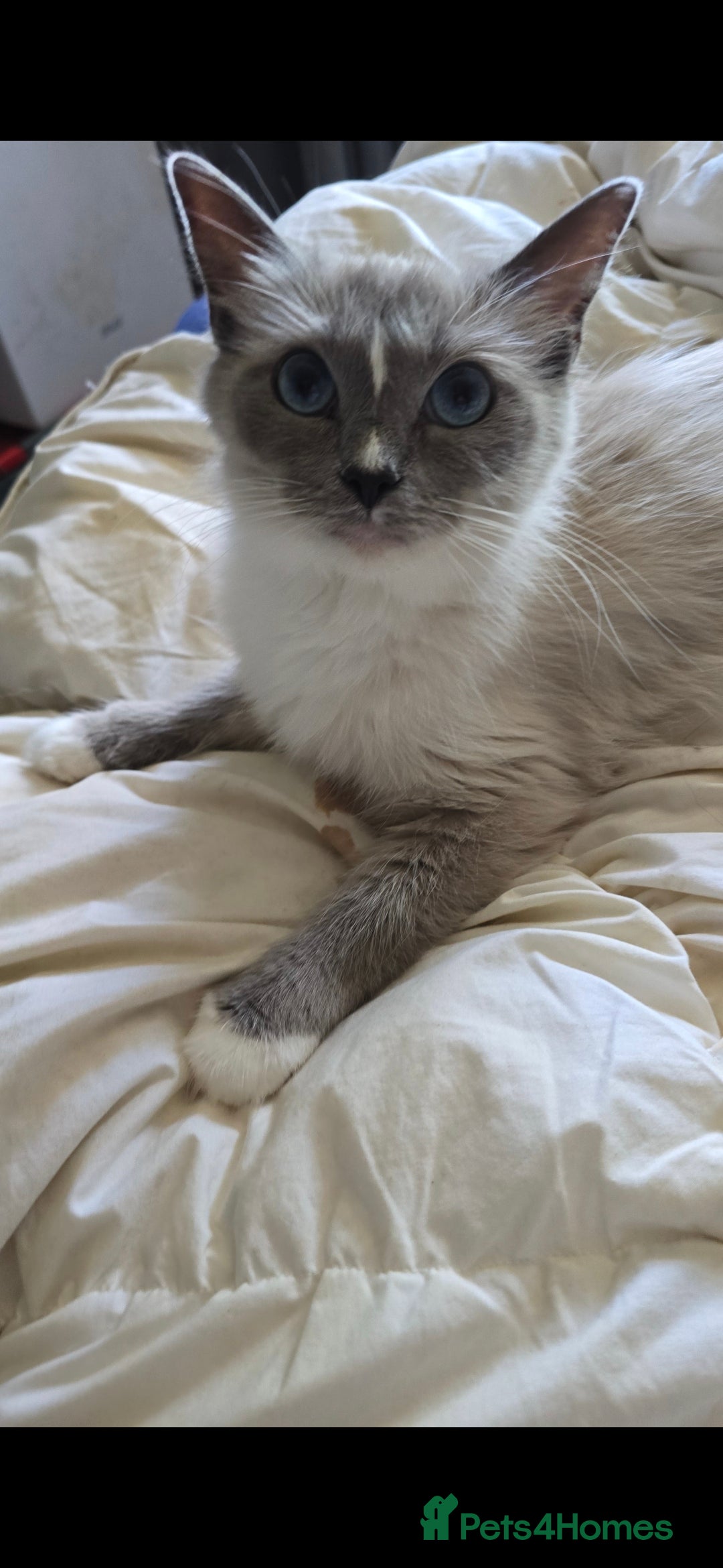 Ragdoll cats for sale: 3 beautiful girls left - Image 9